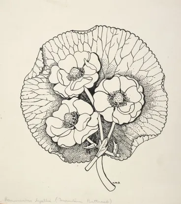 Image: Ranunculaceae - Runuculus lyalli