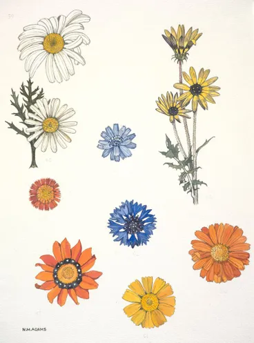 Image: Watercolour illustration of the daisy (Compositae) family flowers, Plate 15 from 'Wild Flowers in New Zealand'