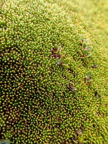 Phyllachne colensoi