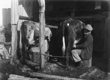 Image: Milking cows.