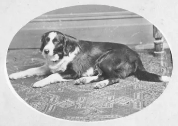 Image: Portrait of a dog