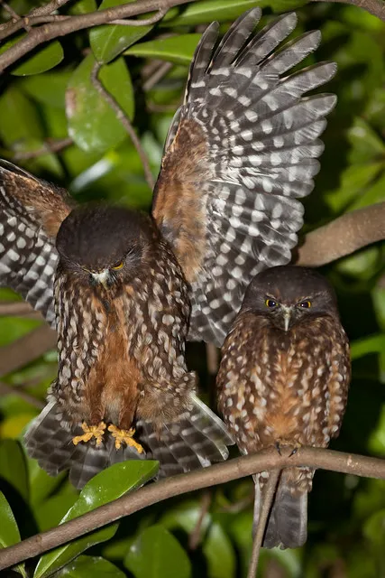 Morepork/Ruru (Ninox novaeseelandia)