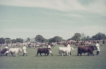 Image: Showday at Tomoana Showgrounds, champion bulls on parade