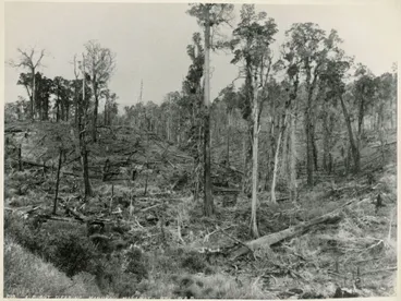 Image: Burnt Clearing at Manakau