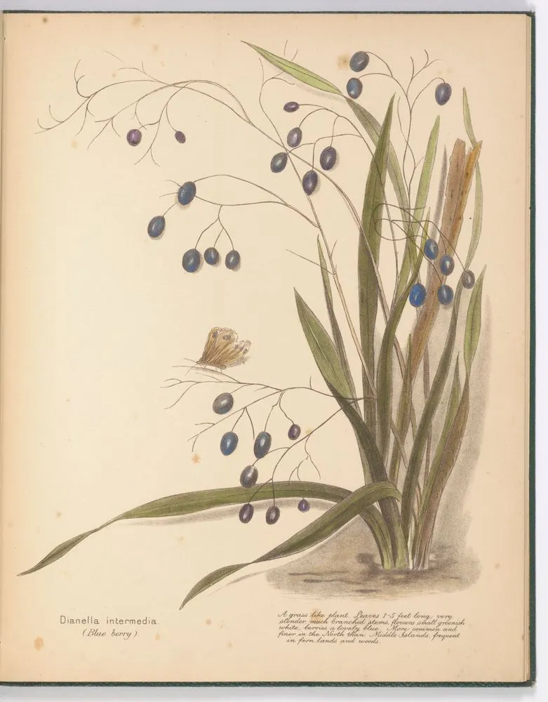 Dianella intermedia (Blue berry). Plate 9. From the book: New Zealand berries