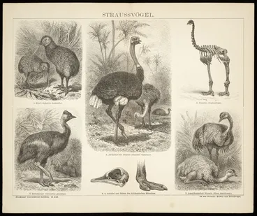 Image: Artist unknown :Straussvoegel. Kiwi (Apteryx Australis) ... Dinornis elephantopus. [1882-1887]