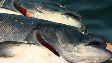 Kai Time on the Road (Series 10, Episode 26) Image: Kai Time on the Road (Series 10, Episode 26)