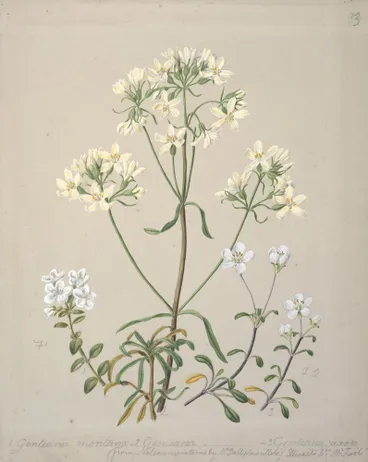 Image: New Zealand Gentiana spp.