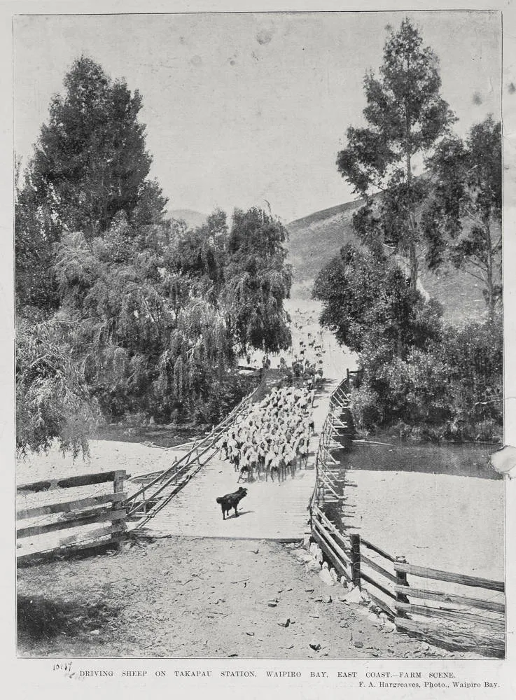 Driving sheep on Takapau station, Waipiro Bay, East Cape-farm scene