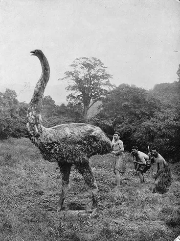 Image: Mock moa hunt