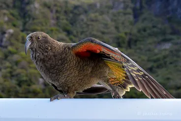 Image: Roof Surfing Kea, Arthurs Pass, NZ