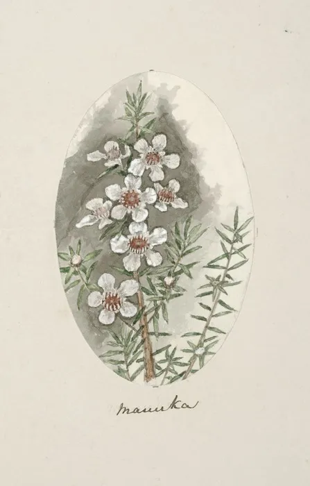 Artist unknown :Manuka. [1868]