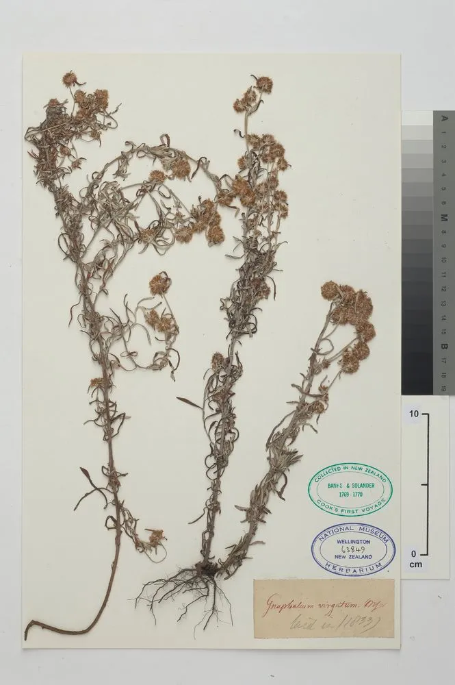 japanese cudweed, Euchiton sphaericus (Willd.) Holub