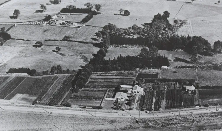 Beaumont's Nurseries, Manurewa, 1949