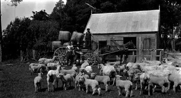 Shearing at Homebush