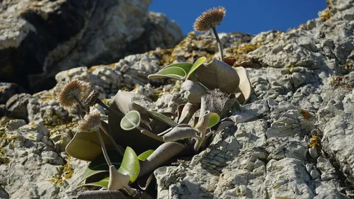 Marlborough Rock Daisy