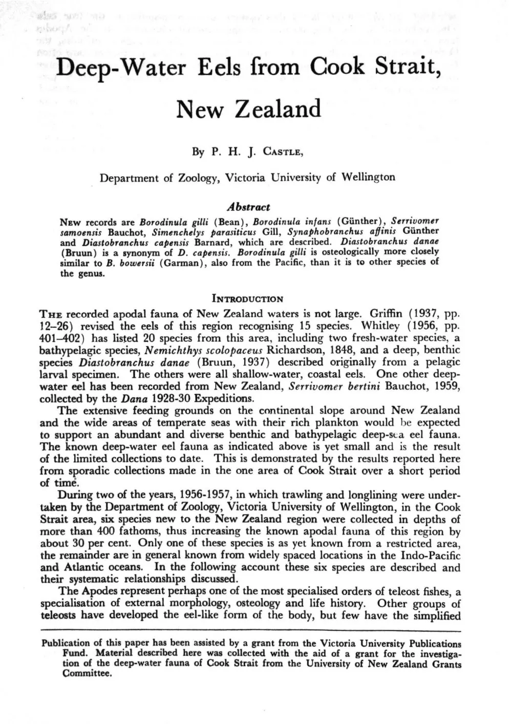 Deep-Water Eels from Cook Strait, New Zealand