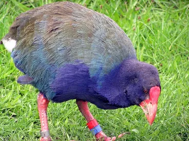 Image: Takahē