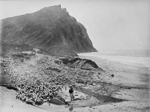 Sheep droving at Waihau Bay