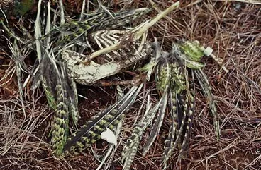 Image: Kākāpō remains, Stewart Island