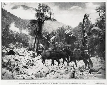 Winter in Westland: a difficult journey with pack-horses through little-known country in the South-West of the South Island Image: Winter in Westland: a difficult journey with pack-horses through little-known country in the South-West of the South Island