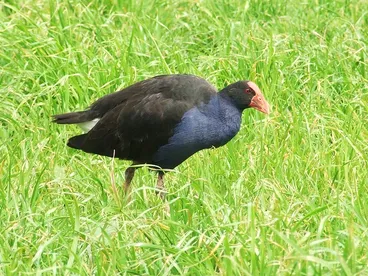 Image: Pukeko.