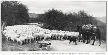 Image: Sheep-droving in the Auckland province: a scene on the road in the Rotorua thermal region