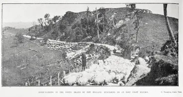 Image: Sheep-farming in the North Island of New Zealand: mustering on an East Coast station