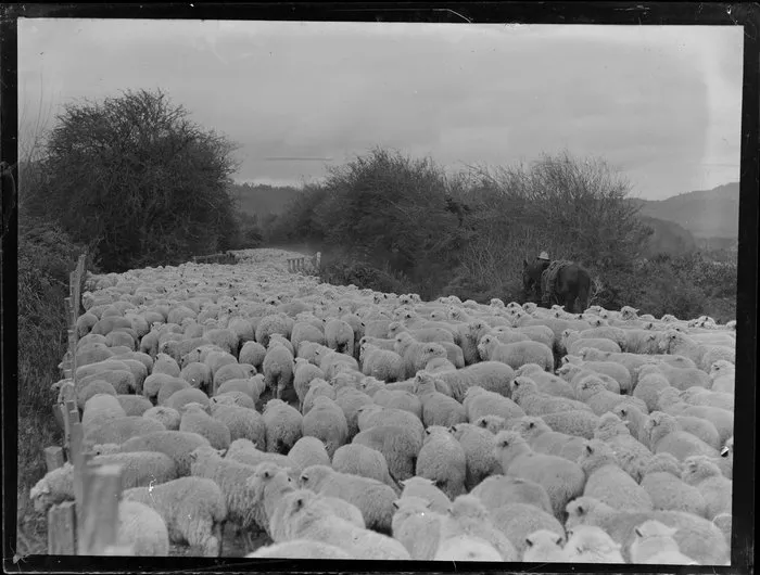 Flock of sheep on rural road with drover on horse, location unknown