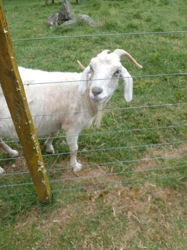 Image: Domestic Goat