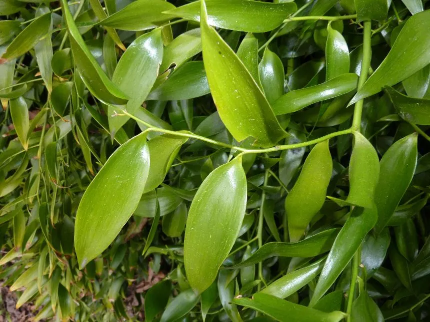 Asparagus asparagoides (L.) Druce - Bridal veil creeper, Smilax