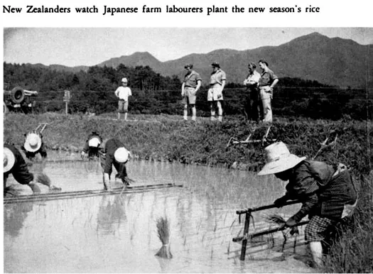 New Zealanders watch Japanese farm labourers plant the new season's rice