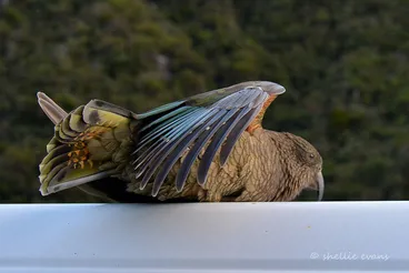 Image: Roof Surfing Kea, Arthurs Pass, NZ