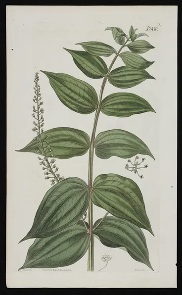 Image: Curtis, John, 1791-1862 :Coriaria sarmentosa. New Zealand coriaria [tutu]. J Curtis del. Weddell sc. Published by S Curtis, Walworth, March 1, 1824