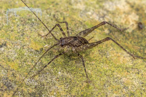 Pallidoplectron peniculosum