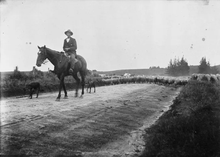 Sheep droving at Mangapouri
