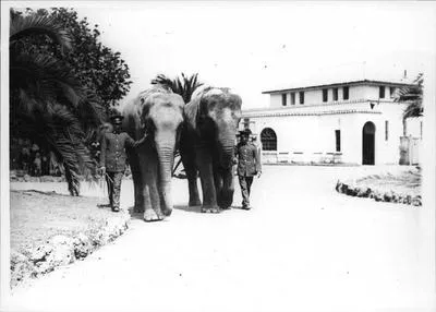 Two Elephants at Auckland Zoo
