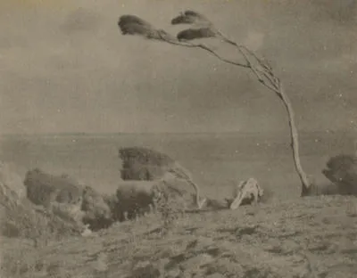 Nature's weathervane