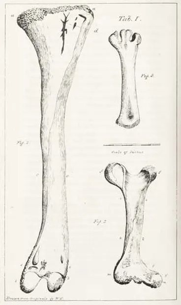 Image: Moa bones