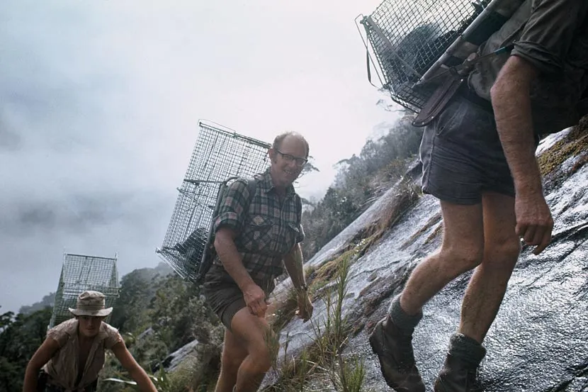 Capturing kākāpō