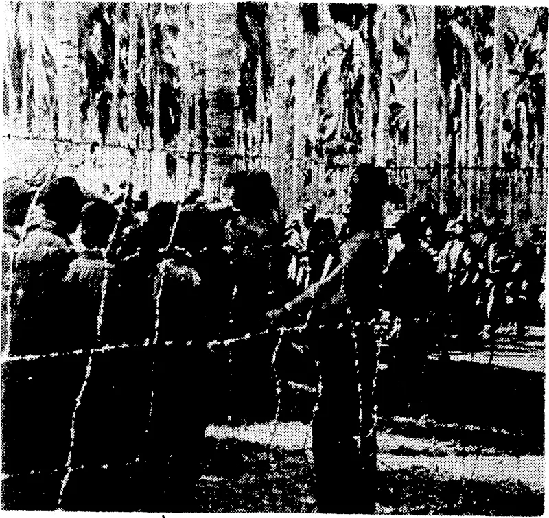 A United States marine directing a group of Japanese prisoners of war captured on Guadalcanal. They had been used in constructing an airfield on the island. (Evening Post, 03 December 1942)