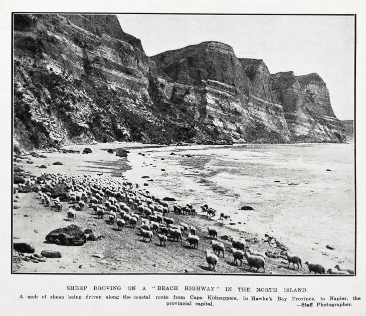 Sheep droving on a 'beach highway' in the North Island