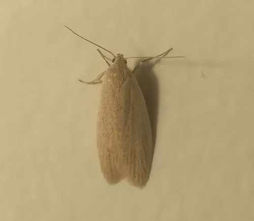 Scieropepla typhicola