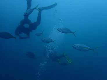 Image: Pseudocaranx