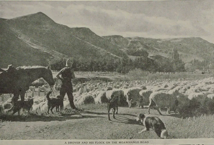 A drover and his flock on the Moawhango Road