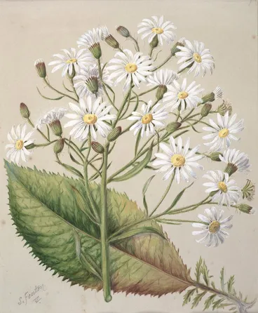 Image: Senecio Hectori