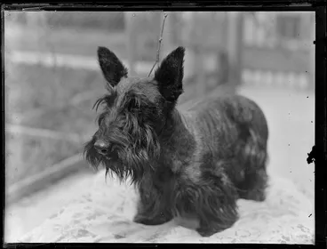 Image: Scottish terrier dog