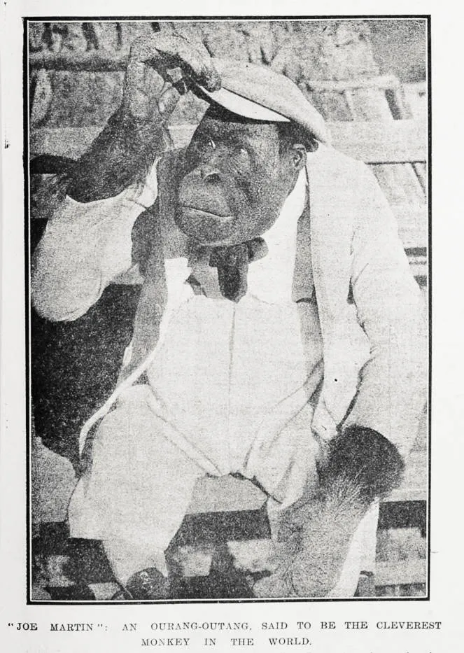 Joe Martin: an ourang-outang, said to be the cleverest monkey in the world
