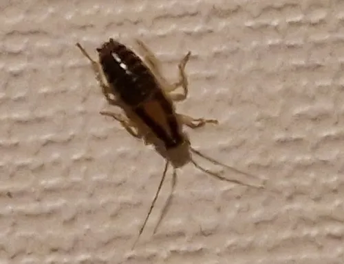 German Cockroach
