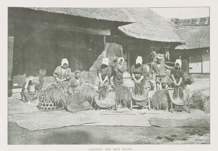 Cleaning the rice plant
